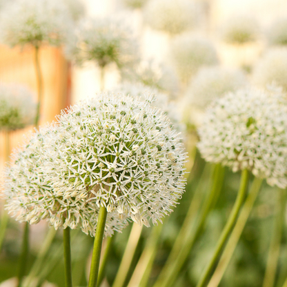 White Giant - Allium bollen 5 stuks