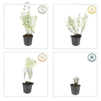 Nepeta 'Walker's Low' - ↕10-25cm - Ø9cm