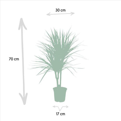 Dracaena Marginata - Ø17cm - ↕90cm / Ø21cm - ↕120cm