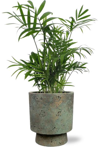 Chamaedorea Elegans - Ø12cm - ↕40cm + Pot