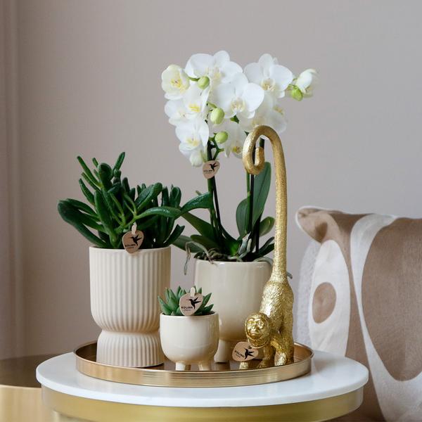 Kolibri Company | Gift set Luxury Living | Plantenset met witte Phalaenopsis Orchidee en Succulenten incl. keramieken sierpotten