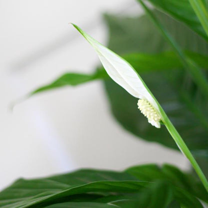 Spathiphyllum (Lepelplant) met Mand - 80cm - Ø21