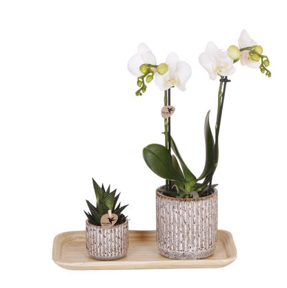 Kolibri Orchids | Gift set Untamed Nature small | Groene plant met witte Phalaenopsis orchidee Amabilis in Jaguar sierpotten op bamboe dienblad