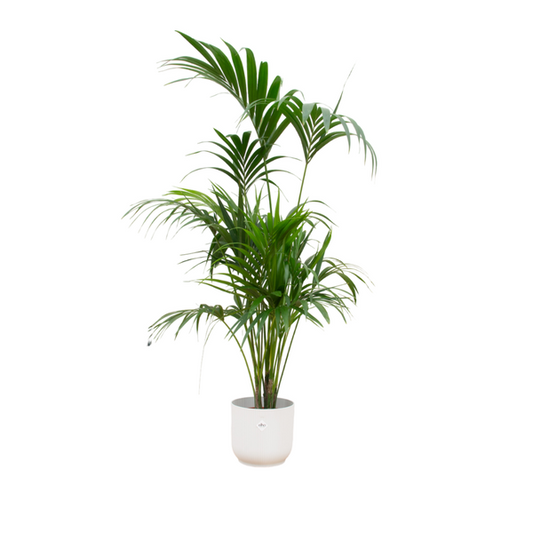 Combi deal - Kentia palm inclusief elho Vibes Fold Round wit Ø30 - 180 cm