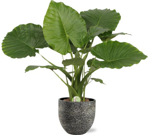 Alocasia Gageana California - Ø21cm - ↕80cm + Tim Pot D24x22cm - Zwart Wit