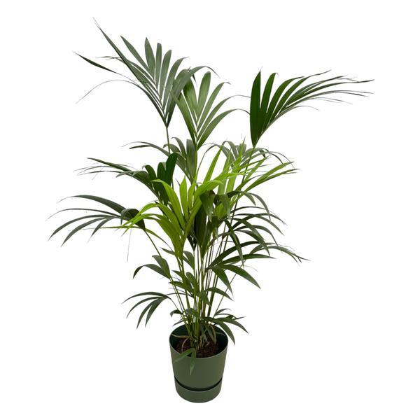 Kentia palm inclusief Elho Greenville Round Pot - 160cm - Ø30