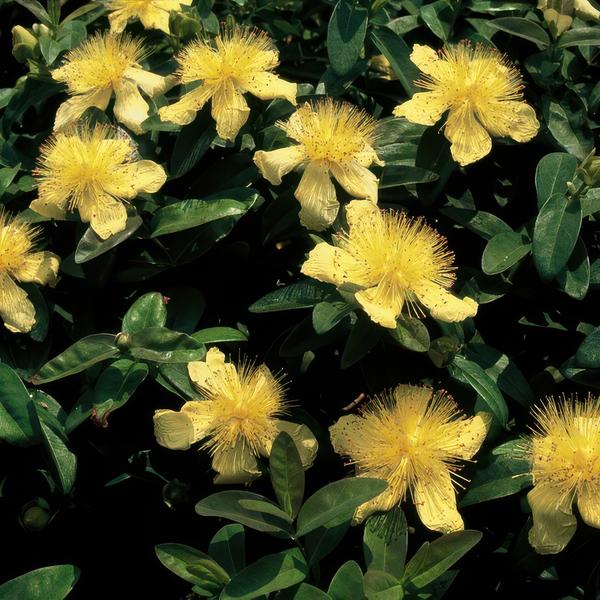 Hypericum calycinum - ↕10-25cm - Ø9cm - Gouden Sint-Janskruid