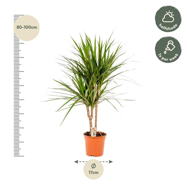 Dracaena Marginata - Ø17cm - ↕90cm / Ø21cm - ↕120cm