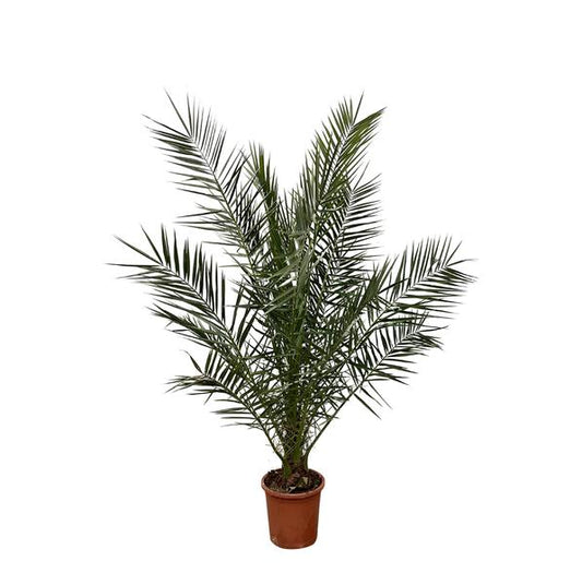 Phoenix Canariensis - 180 cm - Ø24cm - Kamerplant