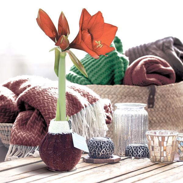 No Water Flowers® (wax amaryllis) | Fashionz Cozy Wooly Mix (3 pack) + Red flower