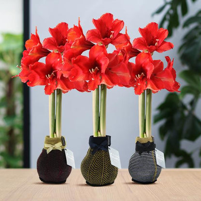 No Water Flowers® (wax amaryllis) | Fashionz Elegant Mix (3 pack) + Red flower