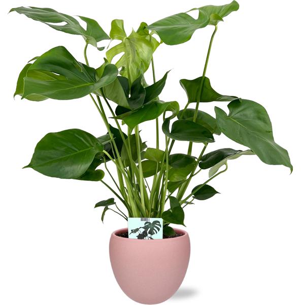 Monstera Deliciosa - Ø19cm - 60cm + Bowl Pot D19/21x18,5cm - Roze