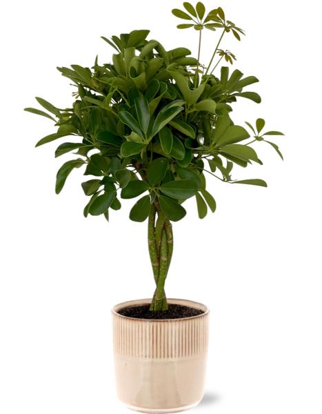 Schefflera Compacta - Ø19cm - ↕80cm + Pot