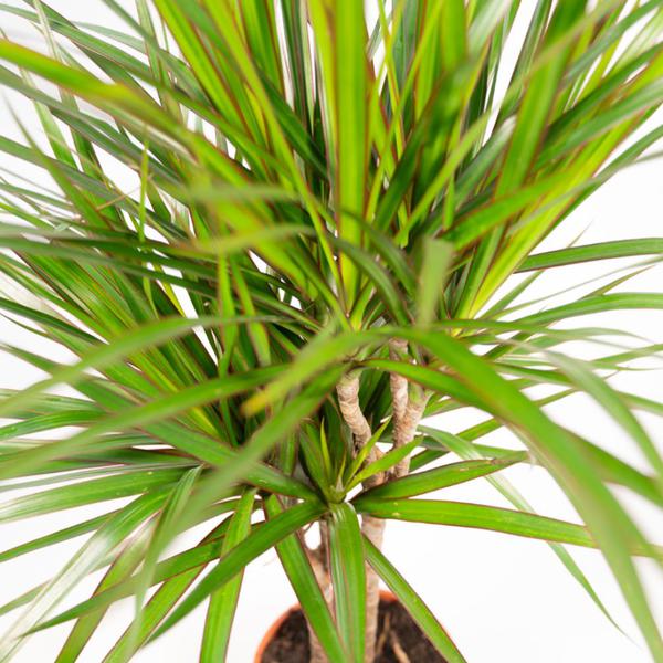 Dracaena Marginata - Ø17cm - ↕90cm / Ø21cm - ↕120cm