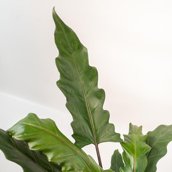 Alocasia Lauterbachiana - Ø19cm - ↕80cm + Pot Mayk Gold