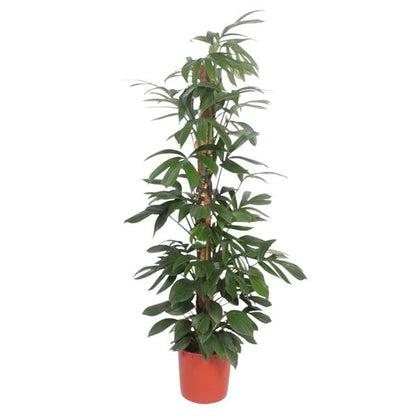 Philodendron Dragon Tail mosstok - 150cm