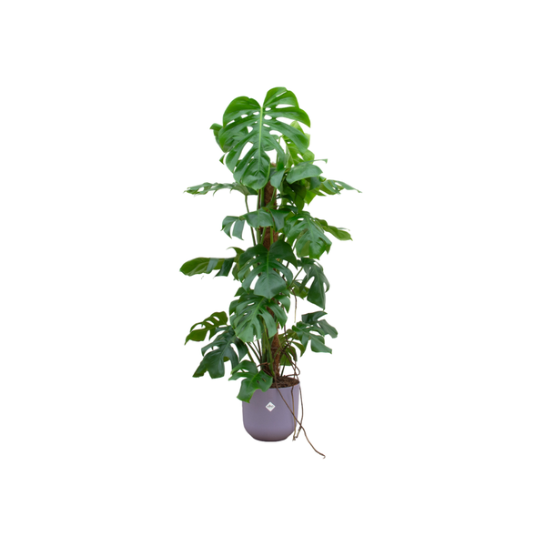 Combi deal - Monstera Pertusum XL inclusief elho Jazz Round in div kleuren Ø26 - 120 cm