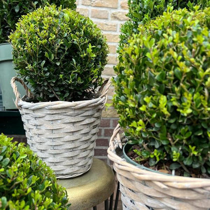 2x Ilex crenata 'Jenny' bol in rietenmand | set van 2 stuks | 20 cm Ø diameter