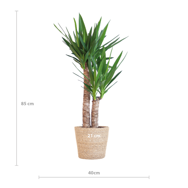 Yucca Elephantipes met Sofia mand - 90cm - Ø21