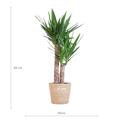 Yucca Elephantipes met Sofia mand - 90cm - Ø21