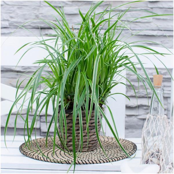 Carex morrowi 'Ice Dance' - Ø 14 cm - ↨ 25 cm