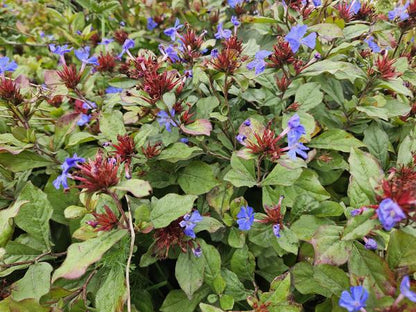 Ceratostigma plumbaginoides  - ↕10-25cm - Ø9cm