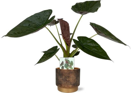 Alocasia Wentii - Ø19cm - ↕85cm + Merel Pot D20x18cm - Goud