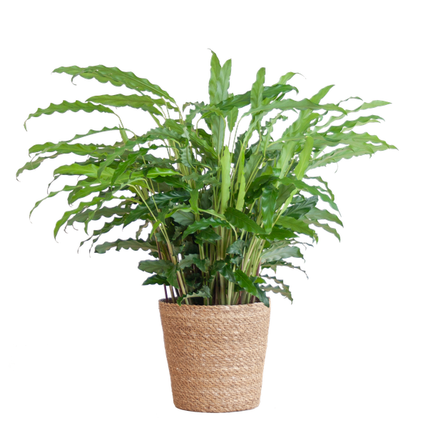 Calathea Rufibarba met pot - 55cm - Ø17