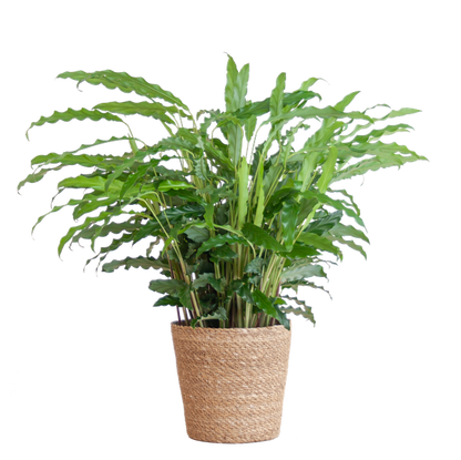 Calathea Rufibarba met pot - 55cm - Ø17