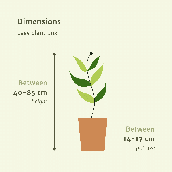 Makkelijke plantenbox - 4 kamerplanten - Diverse hoogtes - Ø14-Ø17