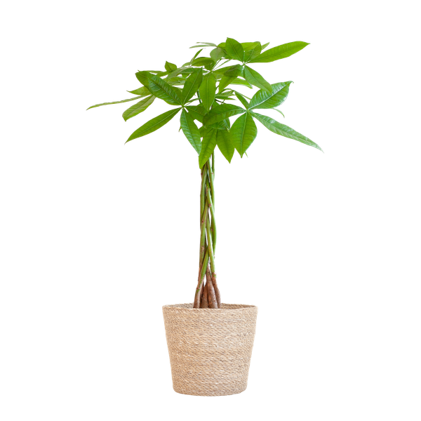 Pachira Aquatica met Pot diverse keuzes - 80cm - Ø21