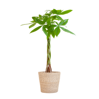 Pachira Aquatica met Pot diverse keuzes - 80cm - Ø21