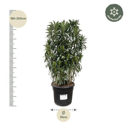 Nerium Oleander struik - 190cm- Ø55