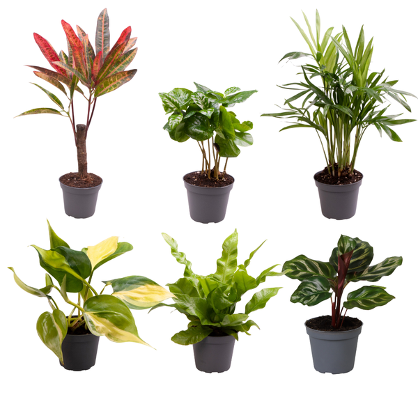 Baby Plantjes Verrassingsbox - Ø6cm - ↕12cm - 4/6/8stuks