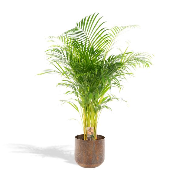 Areca palm met pot - ↨130cm - Ø24cm Luchtzuiverende Kamerplant - Diervriendelijke Plant