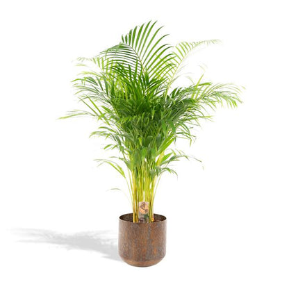 Areca palm met pot - ↨130cm - Ø24cm Luchtzuiverende Kamerplant - Diervriendelijke Plant