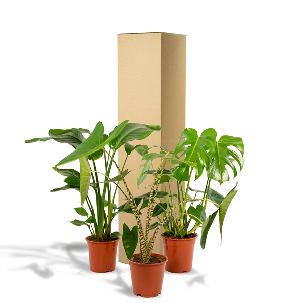 Monstera Deliciosa - Ø21cm - ↕75cm + Alocasia Zebrina - Ø19cm - ↕75cm + Strelitzia Nicolai - Ø19cm - ↕85cm