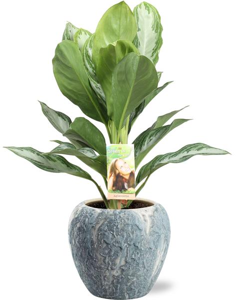 Aglaonema Silver Bay - Ø17cm - ↕55cm + Doug Pot D18x16cm - Grijs Wit