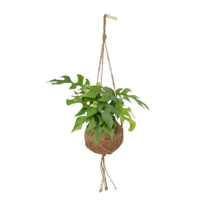 Kokodama Monstera Minima Hang - Ø15cm - ↕25cm