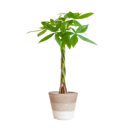 Pachira Aquatica met Pot diverse keuzes - 80cm - Ø21