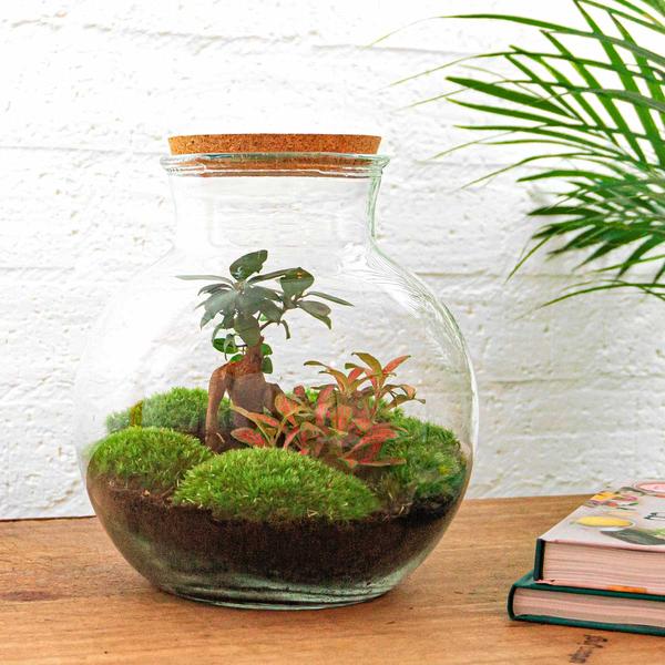 DIY terrarium - Teddy bonsai - ↕ 26,5 cm - Normal