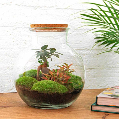 DIY terrarium - Teddy bonsai - ↕ 26,5 cm - Normal