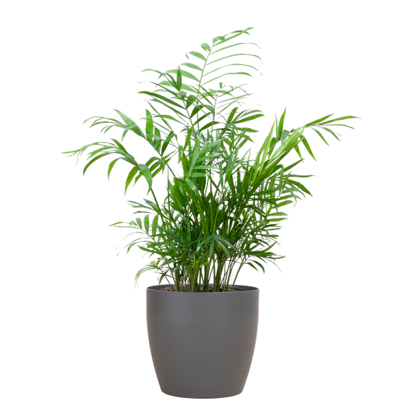 Chamadorea Elegans met Viber Pot Grijs of Wit - 55cm - Ø17