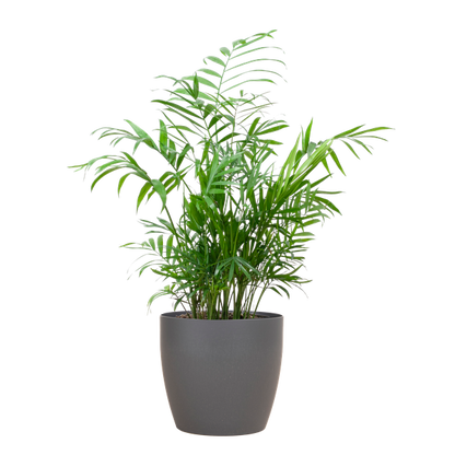 Chamadorea Elegans met Viber Pot Grijs of Wit - 55cm - Ø17