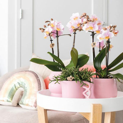 Kolibri Orchids | COMBI DEAL van 2 Roze phalaenopsis orchideeën - Andorra - potmaat Ø9cm | bloeiende kamerplant - vers van de kweker