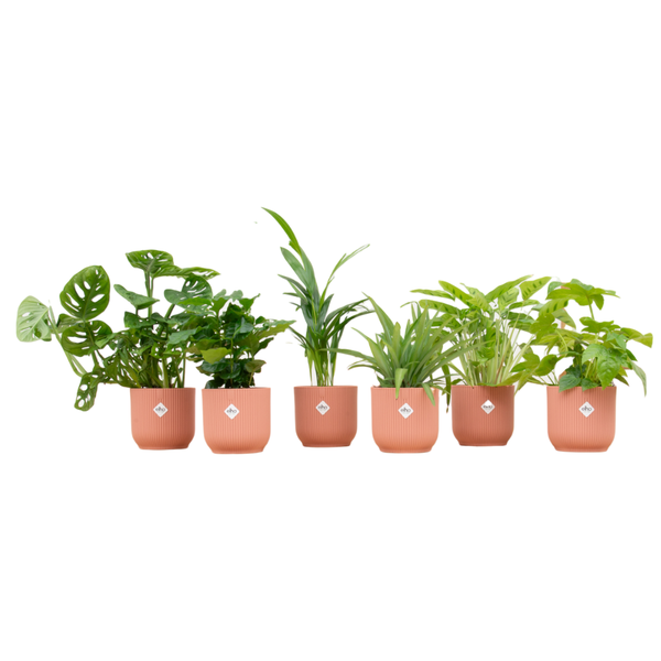 Verrassingsbox - 6 planten inclusief elho Vibes Fold Round Ø14