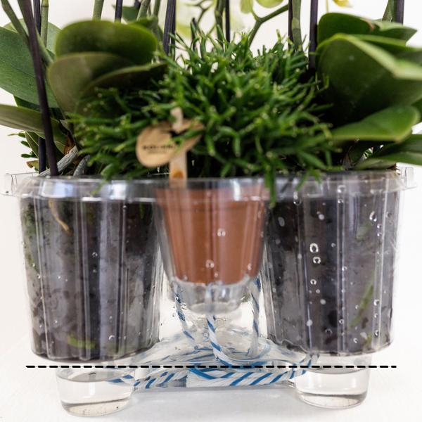 Kolibri Orchids | paarse plantenset in Cotton Basket incl. waterreservoir | drie paarse orchideeën Morelia 9cm en drie groene planten | Jungle Bouquet paars met zelfvoorzienend waterreservoir