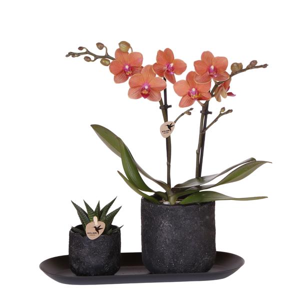 Kolibri Company | Plantenset Home Hub small | Oranje Phalaenopsis Orchidee Bolzano en Succulent incl. keramieken sierpotten op zwart dienblad