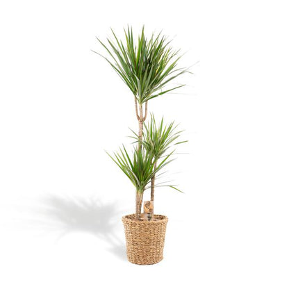 Dracaena met mand - ↨120cm - Ø21cm