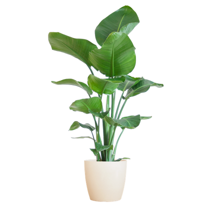 Strelitzia Nicolai met Viber pot - 80cm - Ø21 Groene Kamerplant - Luchtzuiverende Plant